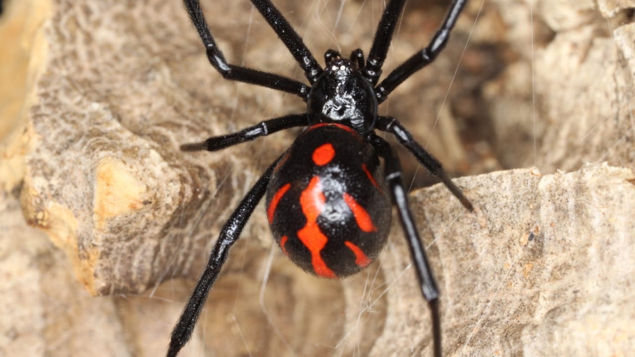 Identifying & Managing Black Widow Spiders in Your Home - black widow spider ss2506060641