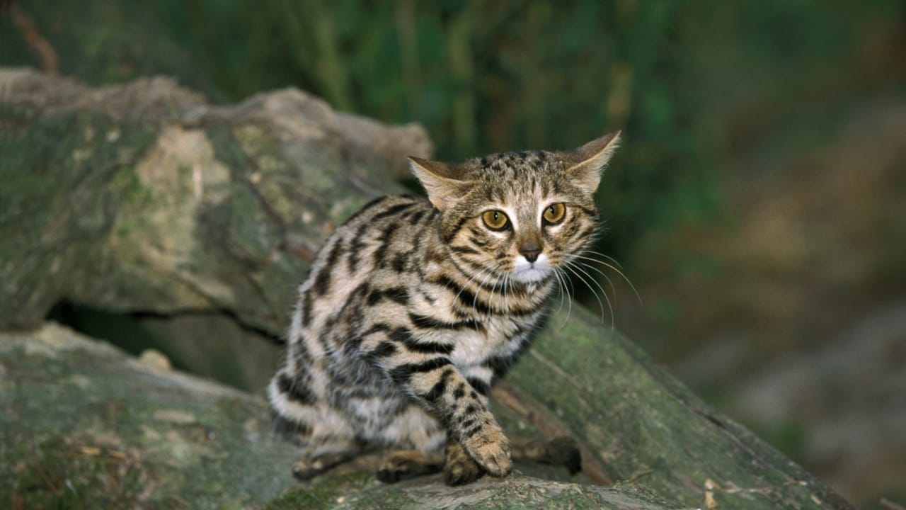 Deadlier than Lions: Meet the Pocket-Sized Cat with a 60% Kill Rate 2 Deadlier than Lions: Meet the Pocket-Sized Cat with a 60% Kill Rate - blak footed cat dp353209076