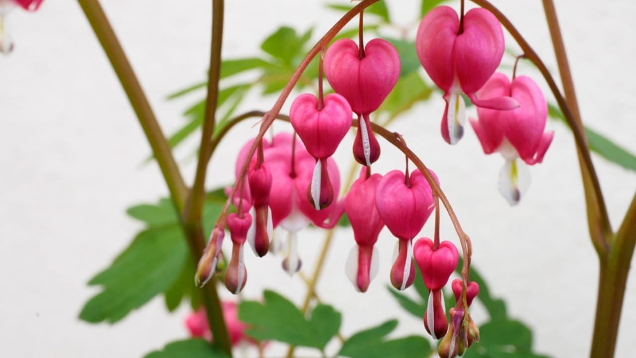 14 Fairytale Plants to Make Your Garden Magical 5 14 Fairytale Plants to Make Your Garden Magical - bleeding hearts flowers ss408999178