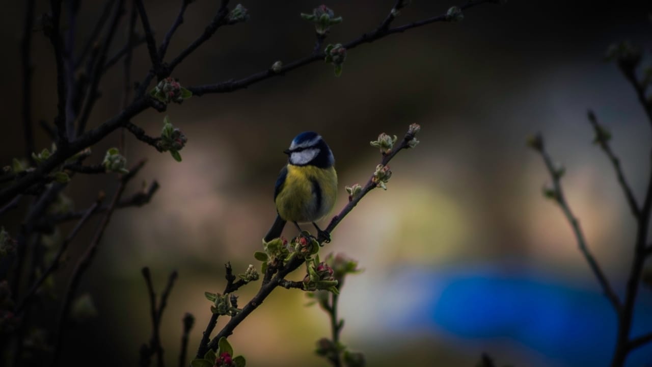 Why Birds Sing at Night: 10 Spiritual Messages Behind Their Calls 7 Why Birds Sing at Night: 10 Spiritual Messages Behind Their Calls - blue bird ss2480467147