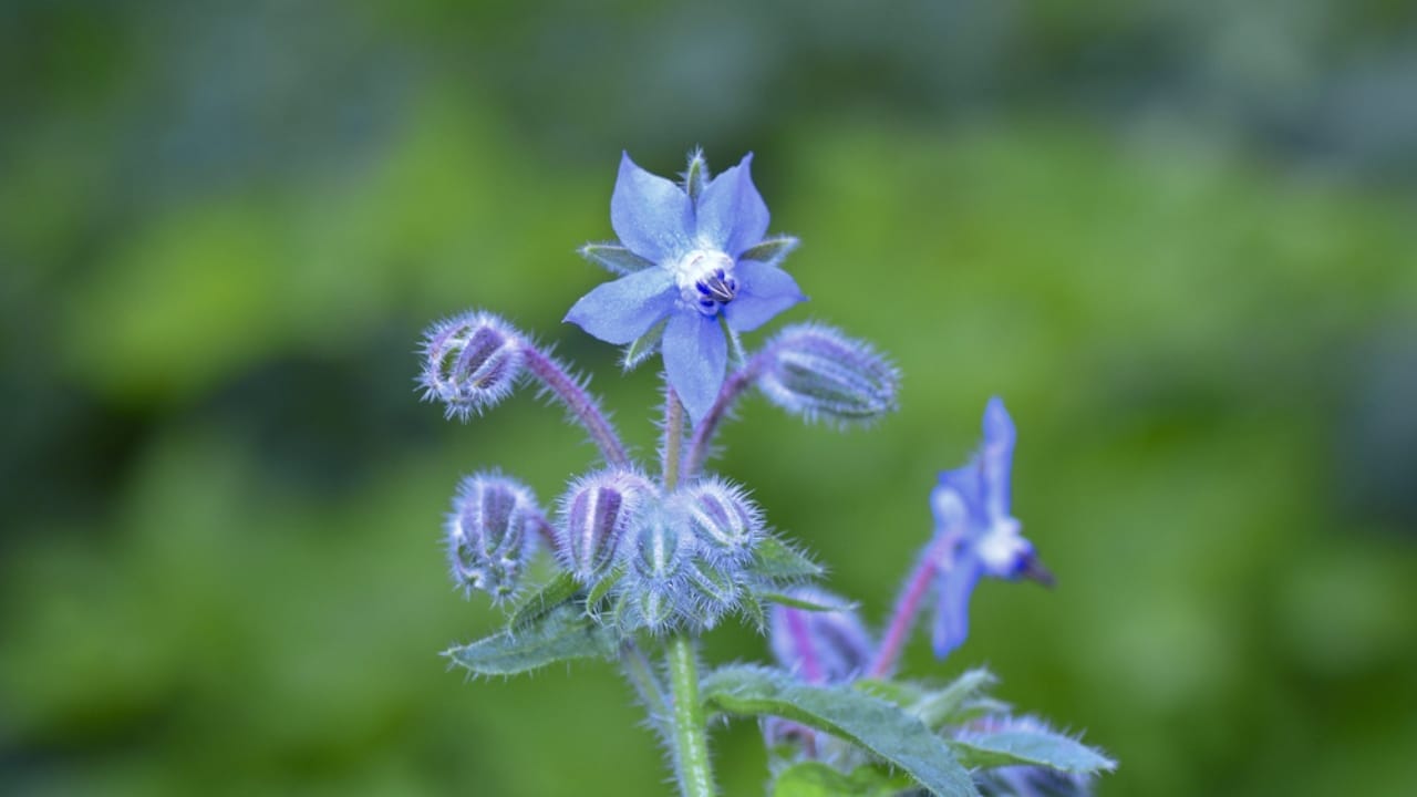 Grow These 10 Self-Seeding Plants for a Thriving, Self-Sustaining Backyard 10 Grow These 10 Self-Seeding Plants for a Thriving, Self-Sustaining Backyard - blue borage dp302654726