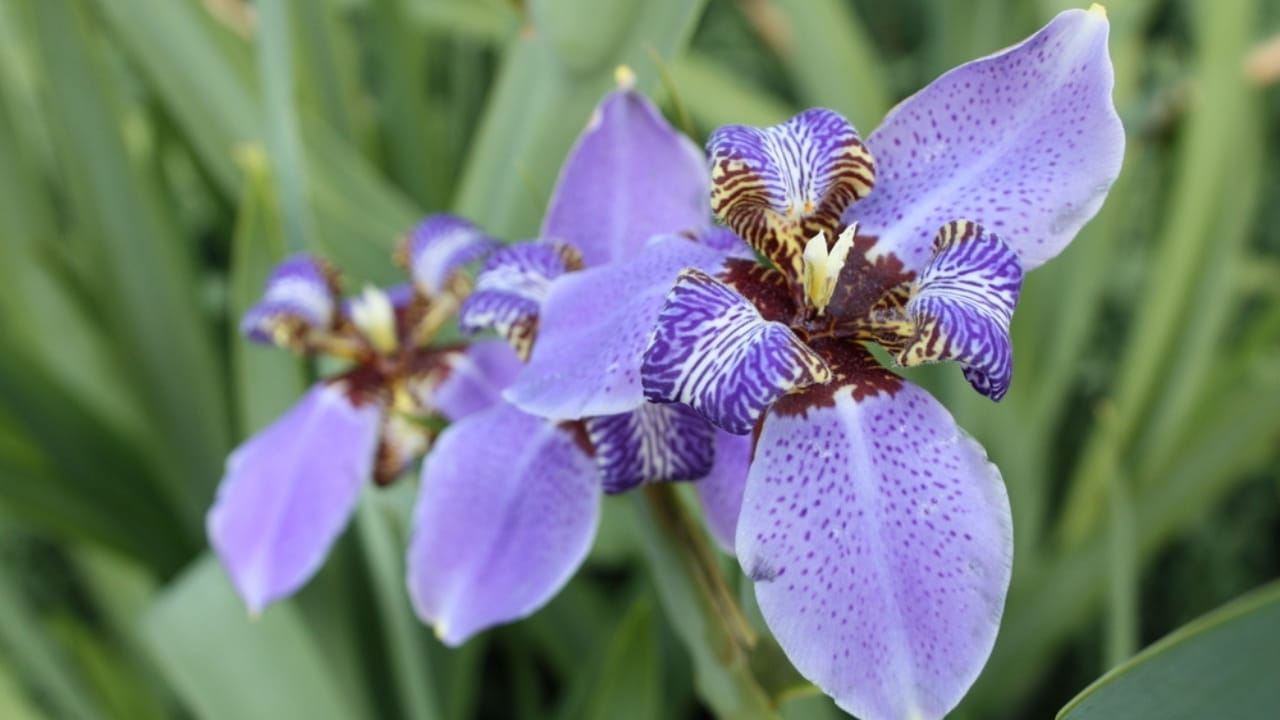 18 Beautiful Native Flowers That Deserve a Spot in Your Garden 11 18 Beautiful Native Flowers That Deserve a Spot in Your Garden - blue flag iris ss103821371