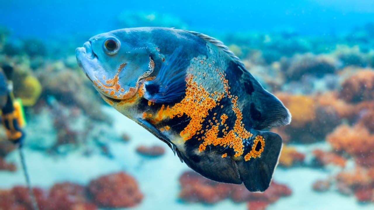 15 Oscar Fish Varieties for the Perfect Aquarium 11 15 Oscar Fish Varieties for the Perfect Aquarium - blue oscar fish dp406240040