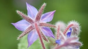 12 Reasons Why This Native Flower Is a Must-Have for Every Garden 1 12 Reasons Why This Native Flower Is a Must-Have for Every Garden - borage head ss2504469623