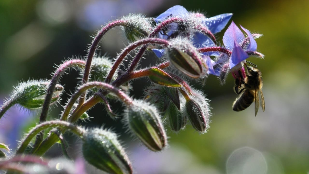 12 Reasons Why This Native Flower Is a Must-Have for Every Garden 13 12 Reasons Why This Native Flower Is a Must-Have for Every Garden - borage with bug dp167333680