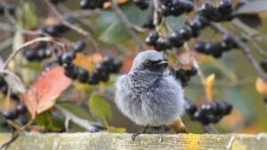 Attract Songbirds with the Berries of This Native Shrub 1 Attract Songbirds with the Berries of This Native Shrub - branches of black chokeberry ss497490787