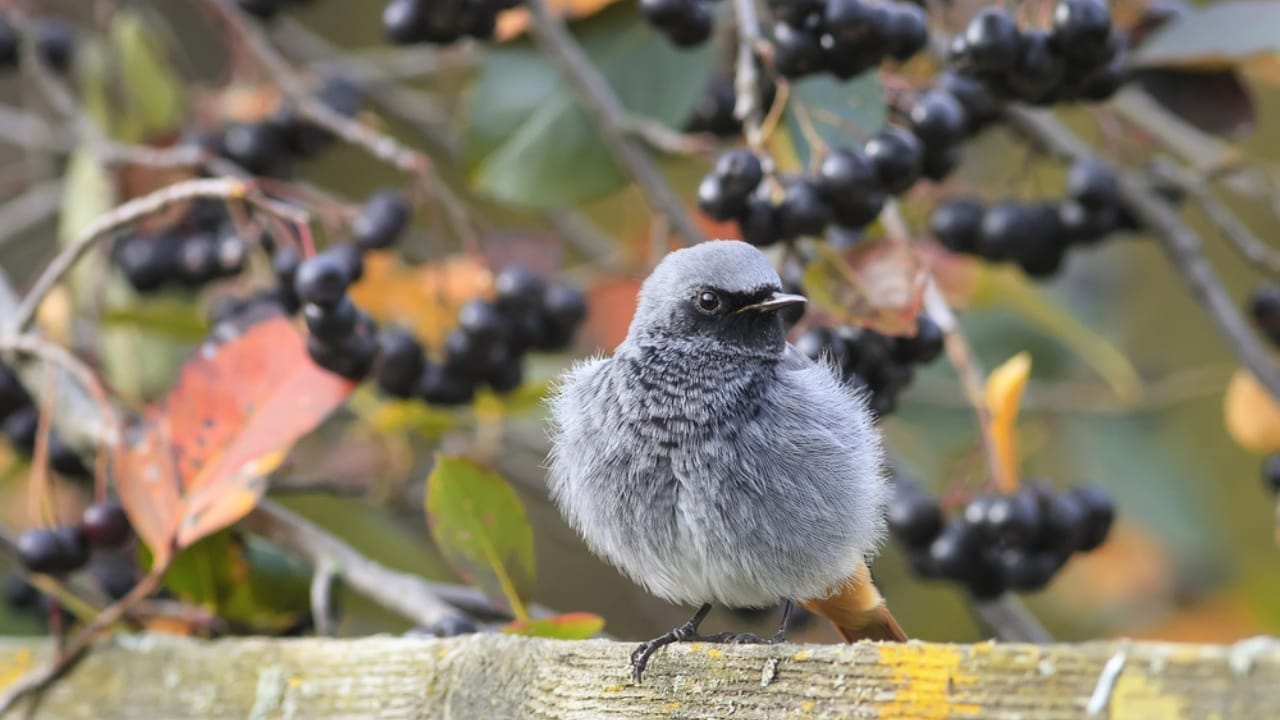 Natural Pest Control: Welcome Owls and Hawks to Your Garden 6 Natural Pest Control: Welcome Owls and Hawks to Your Garden - branches of black chokeberry ss497490787