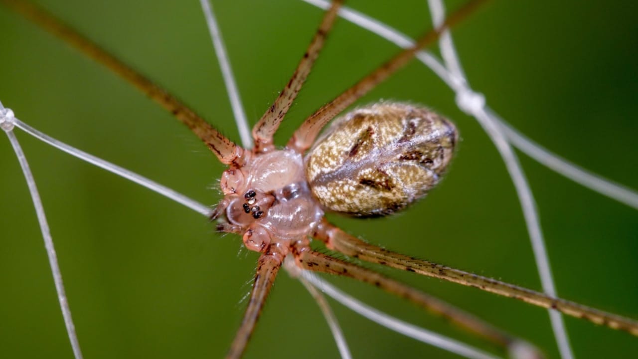 14 Dangerous Bugs You Should Eliminate on Sight - brown recluse spider ss1087379966