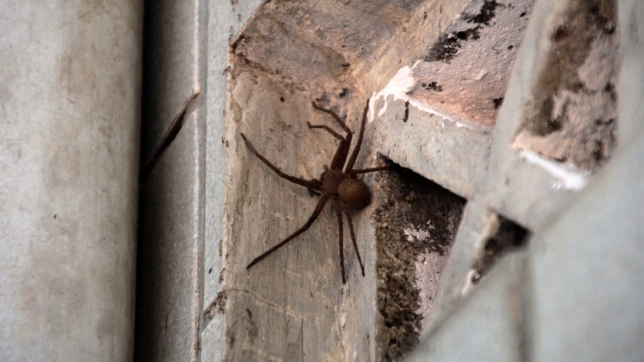How to Identify a Brown Recluse Spider & Its Web Before It’s Too Late 6 How to Identify a Brown Recluse Spider & Its Web Before It’s Too Late - brown recluse spider ss2410666825