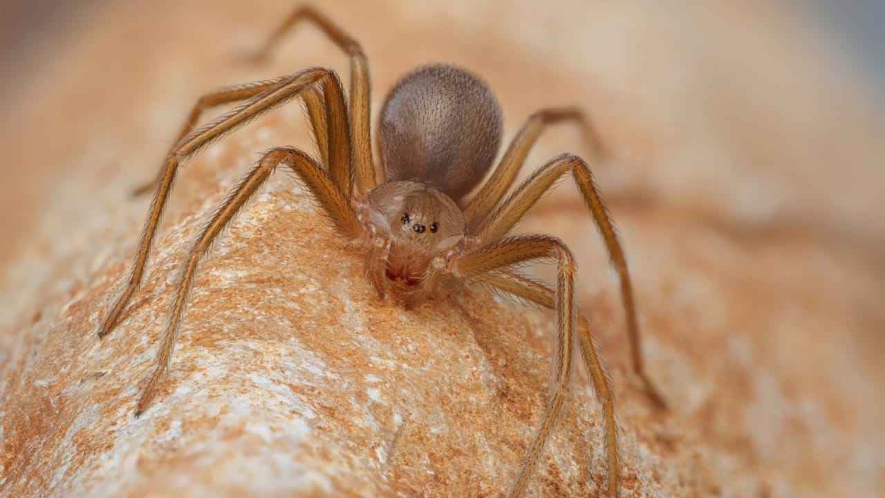 How to Identify a Brown Recluse Spider & Its Web Before It’s Too Late 2 How to Identify a Brown Recluse Spider & Its Web Before It’s Too Late - brown recluse spider ss2504127391