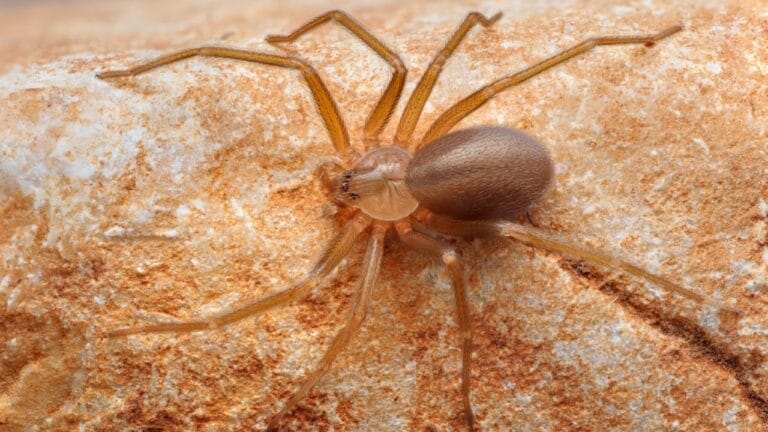 How to Identify a Brown Recluse Spider & Its Web Before It’s Too Late 10 How to Identify a Brown Recluse Spider & Its Web Before It’s Too Late - brown recluse spider ss2504127393