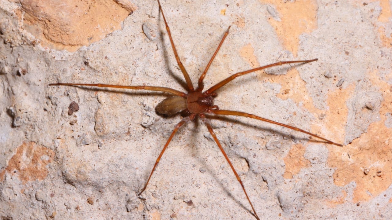 How to Identify a Brown Recluse Spider & Its Web Before It’s Too Late 4 How to Identify a Brown Recluse Spider & Its Web Before It’s Too Late - brown recluse spider ss636254738