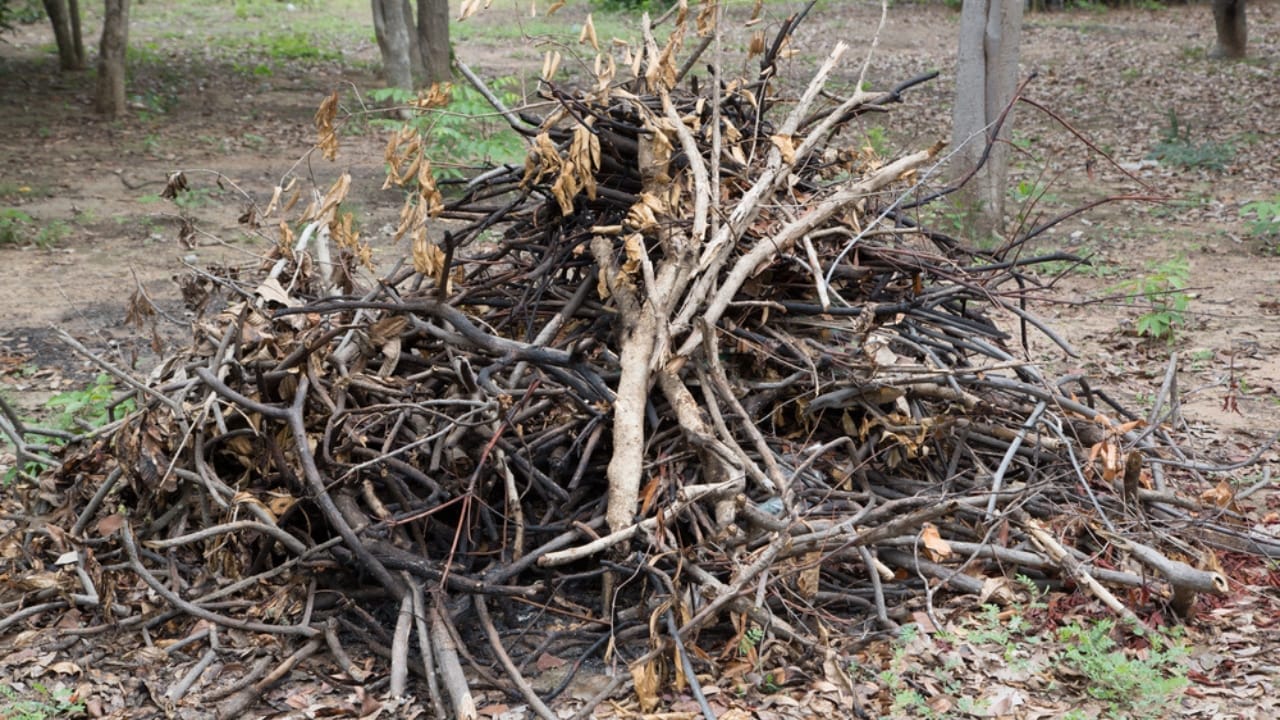 Natural Pest Control: Welcome Owls and Hawks to Your Garden 2 Natural Pest Control: Welcome Owls and Hawks to Your Garden - brush piles ss216194737