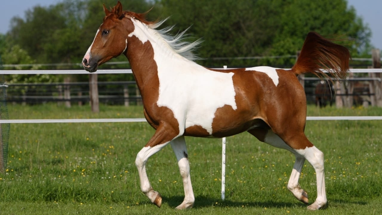 A Closer Look at Horse Colors: From Uncommon Shades to Everyday Favorites - buckskin Pinto arabian horse ss2302085877