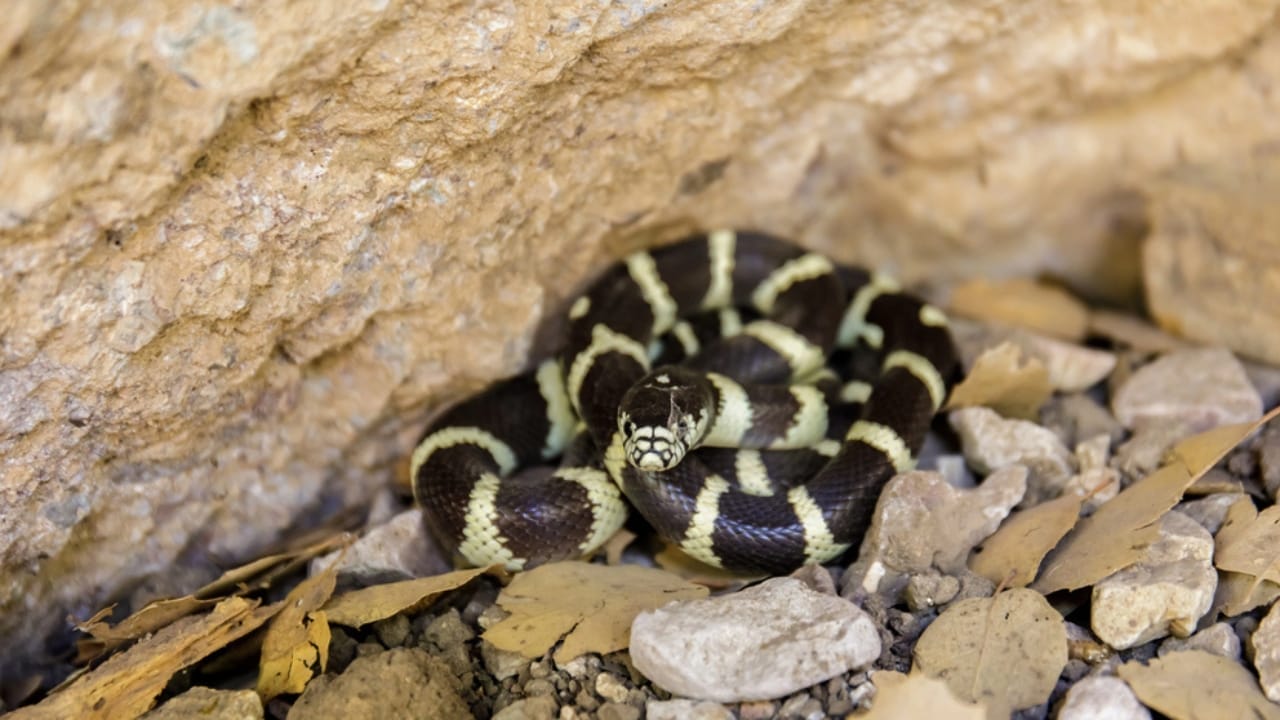 10 Surprisingly Friendly Snakes from Around the World 5 10 Surprisingly Friendly Snakes from Around the World - california kingsnake dp210765982