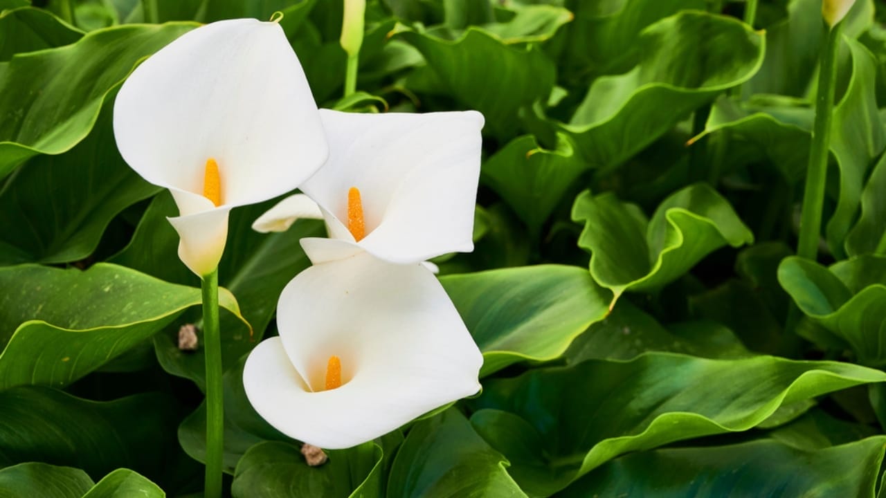 32 White Flowers That Bring Elegance to Your Backyard 7 32 White Flowers That Bring Elegance to Your Backyard - calla lily bloom ss1941070591