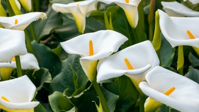32 White Flowers That Bring Elegance to Your Backyard 3 32 White Flowers That Bring Elegance to Your Backyard - calla lily bloom ss2148226373