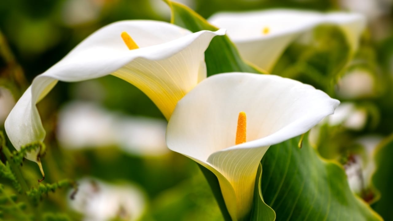 The Secret to Enjoying Calla Lily Blooms All Summer Long 3 The Secret to Enjoying Calla Lily Blooms All Summer Long - calla lily bloom ss2467821849