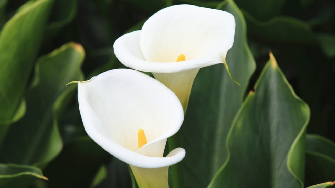 The Secret to Enjoying Calla Lily Blooms All Summer Long 6 The Secret to Enjoying Calla Lily Blooms All Summer Long - calla lily bloom ss784141075