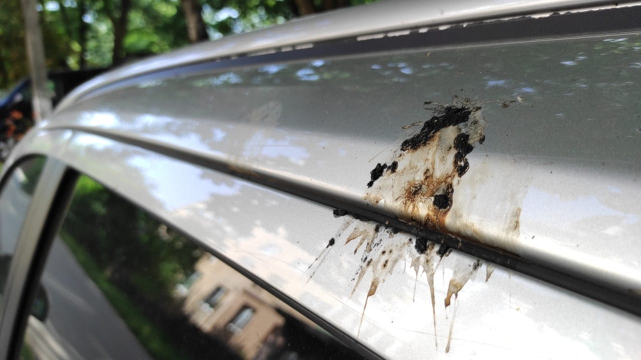 10 Spiritual Messages Behind Birds’ Bathroom Breaks on Your Car 5 10 Spiritual Messages Behind Birds’ Bathroom Breaks on Your Car - car with bird poop dp737661656