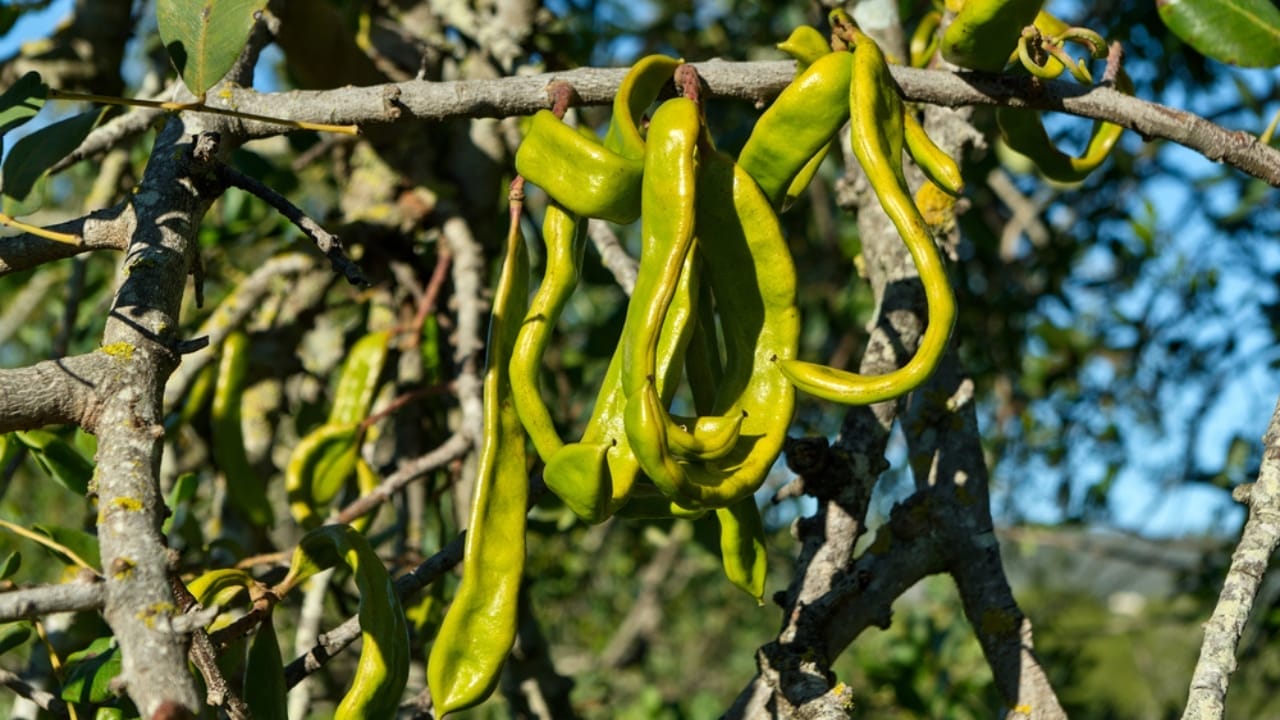 15 Beautiful but Smelly Plants That Could Be Stinking Up Your Yard 11 15 Beautiful but Smelly Plants That Could Be Stinking Up Your Yard - carob tree ss1733139911