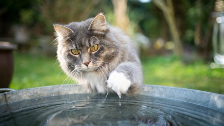 Most People Get It Wrong About Cats & Water—Here’s What's True - cat and water ss1707354970