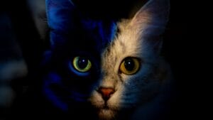 5 Reasons Cats Meow at Night & How to Address Them 1 5 Reasons Cats Meow at Night & How to Address Them - cat at night ss2374063915