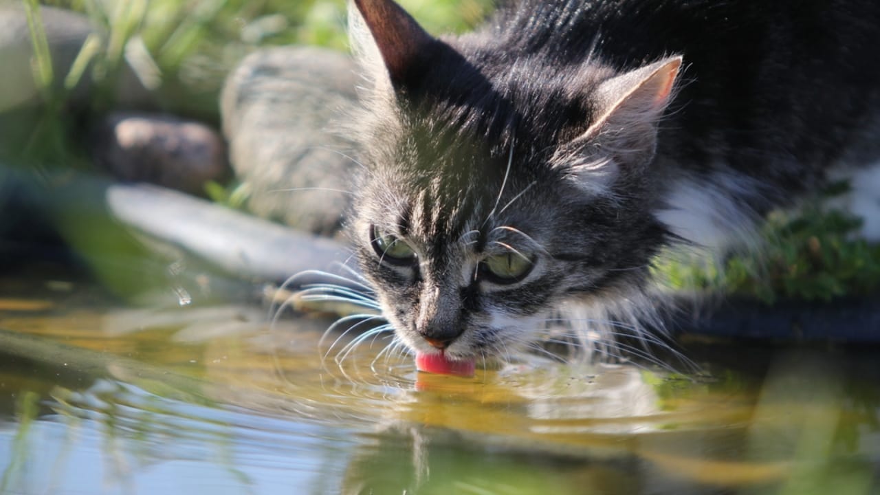Most People Get It Wrong About Cats & Water—Here’s What's True 4 Most People Get It Wrong About Cats & Water—Here’s What's True - cat drinking dp8092635