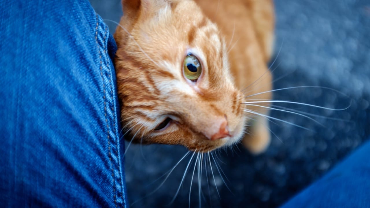 12 Subtle Ways Cats Show Their Love That We Often Overlook - cat head bunting dp431890070