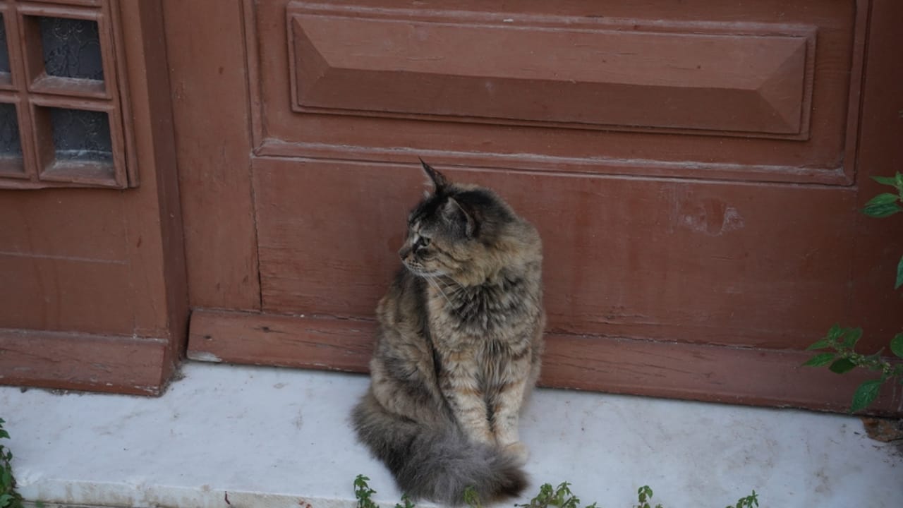 Indoor Cats Can Live Much Longer Than Outdoor Cats—Here’s Why 2 Indoor Cats Can Live Much Longer Than Outdoor Cats—Here’s Why - cat near door dp670670988