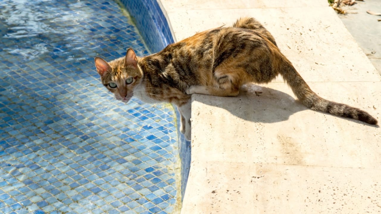 Most People Get It Wrong About Cats & Water—Here’s What's True - cat on pool dp76850377