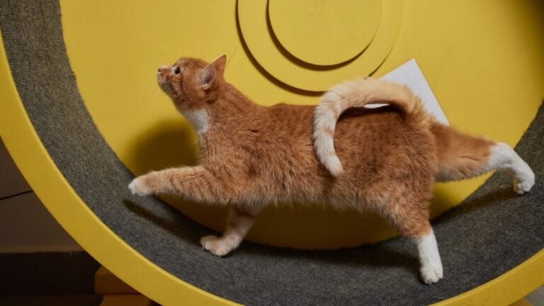 Meet the 16 Strongest Cat Breeds on the Planet - cat running on exercise wheel ss2283767039