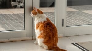 Why Your Cat Despises Closed Doors (And What to Do about It) 1 Why Your Cat Despises Closed Doors (And What to Do about It) - cat ss2452171585