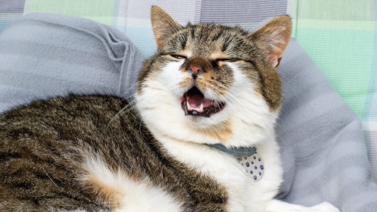 What It Might Mean If Your Cat Suddenly Stops Eating - cat suffering with cold sick ss2314942397