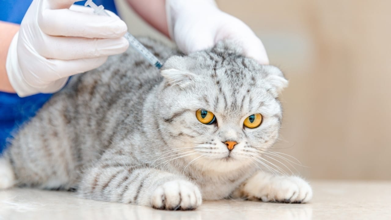 What It Might Mean If Your Cat Suddenly Stops Eating - cat vaccination ss2314950531