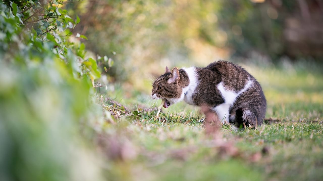 What It Might Mean If Your Cat Suddenly Stops Eating - cat vommiting ss1656033313