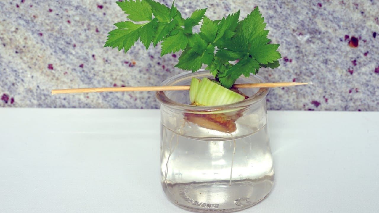 Don't Toss Those Veggie Scraps— 12 Vegetables You Can Regrow for Free 3 Don't Toss Those Veggie Scraps— 12 Vegetables You Can Regrow for Free - celery scrap ss1708293715