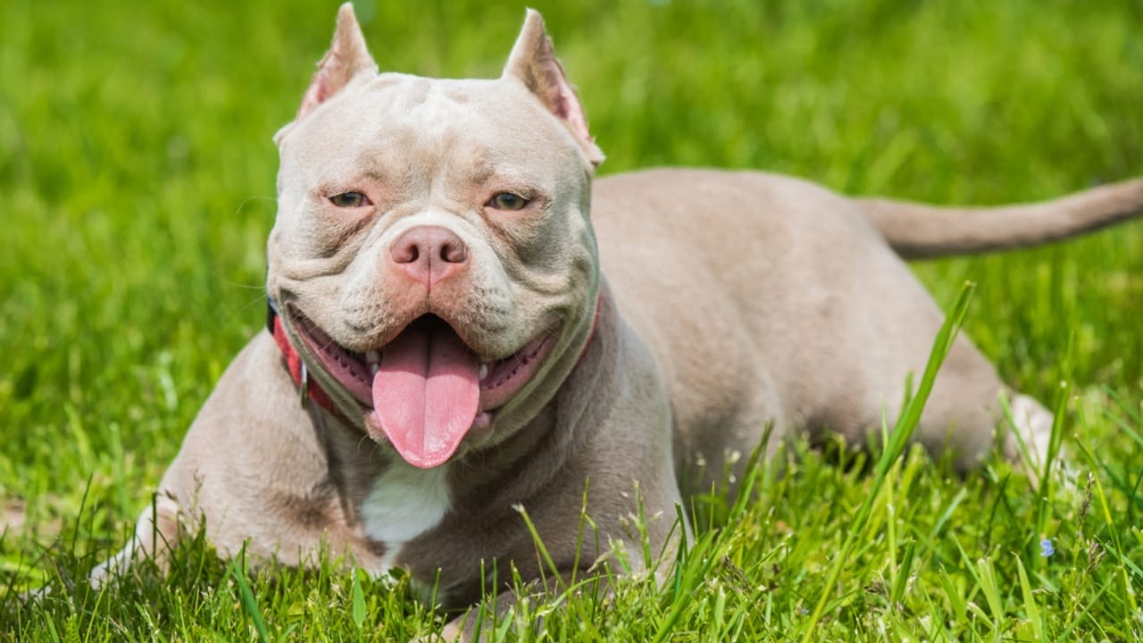 15 Dog Breeds That Could Be Mistaken for Pit Bulls 5 15 Dog Breeds That Could Be Mistaken for Pit Bulls - champagne american bully dp490894652