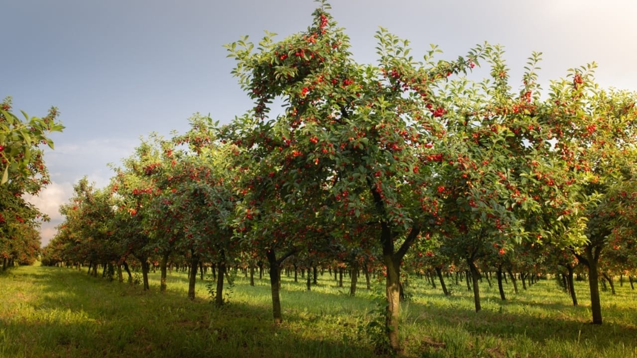 How to Grow More with Less: 12 Permaculture Principles for a Low-Maintenance Garden - cherry tree ss2386724229