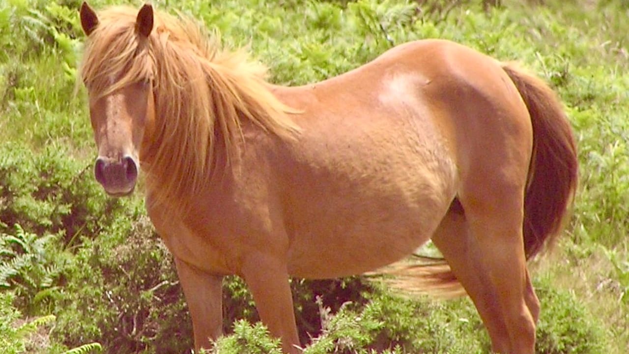 A Closer Look at Horse Colors: From Uncommon Shades to Everyday Favorites - chestnut horse wc