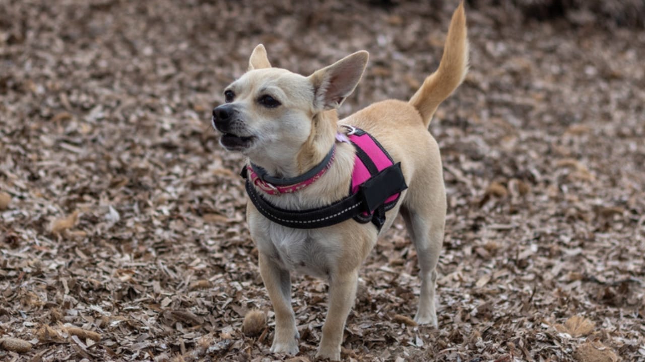 Golden Retriever Charlie's World Record-Breaking Bark & 15 Loudest Barking Breeds - chihuahua bark ss1667440762