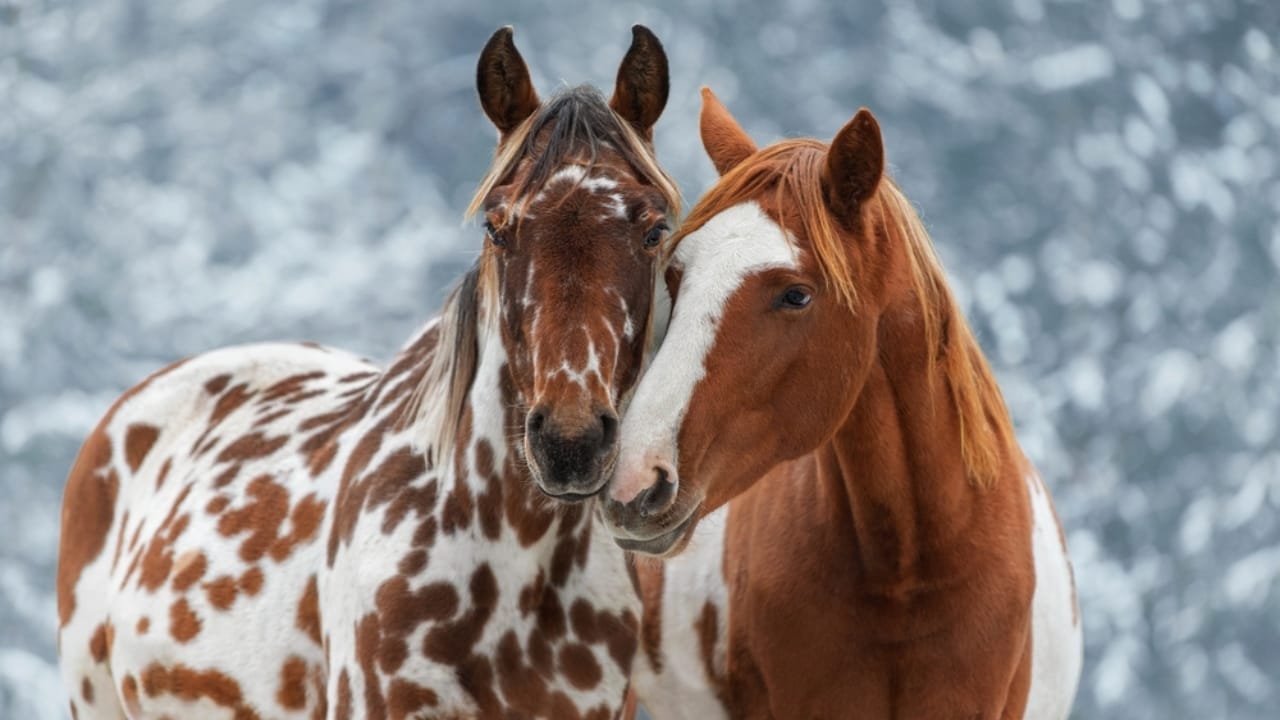 A Closer Look at Horse Colors: From Uncommon Shades to Everyday Favorites - chimera horse ss2431583019