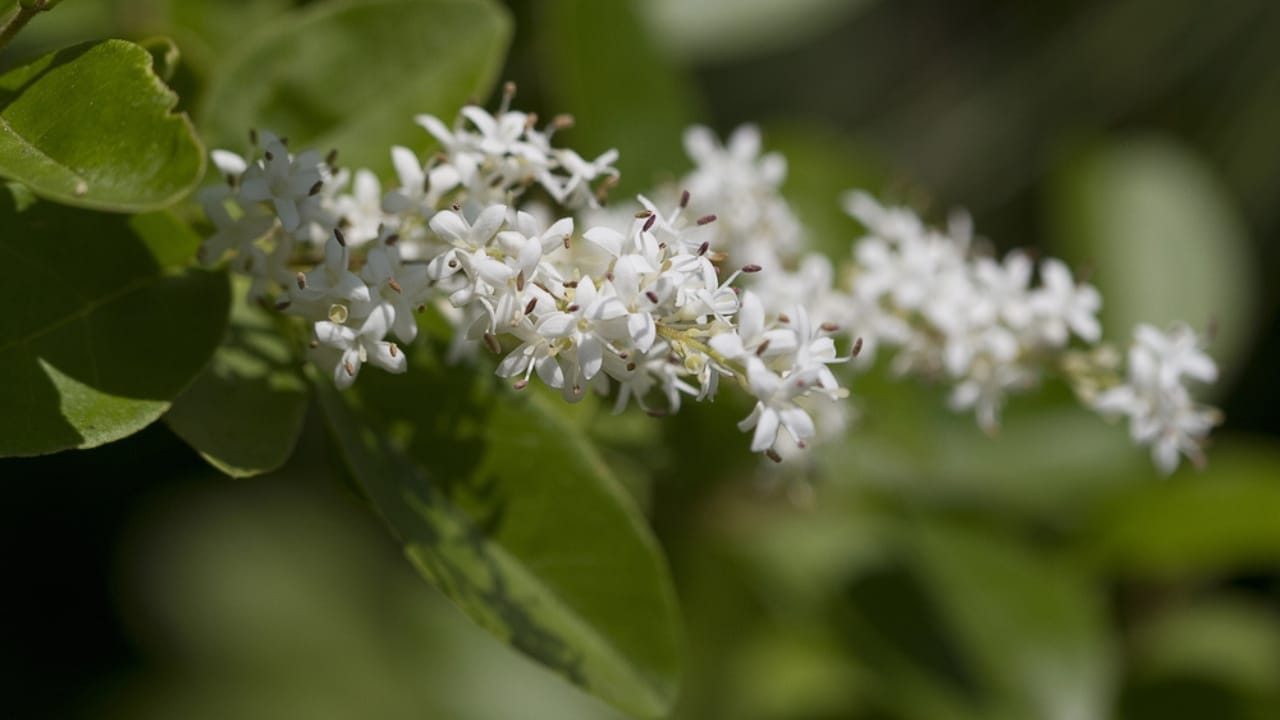 15 Destructive Plants That Can Wreak Havoc on Your Property 12 15 Destructive Plants That Can Wreak Havoc on Your Property - chinese privet dp302572854