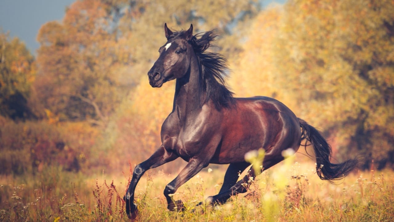 A Closer Look at Horse Colors: From Uncommon Shades to Everyday Favorites - chocolate horse dp178413604