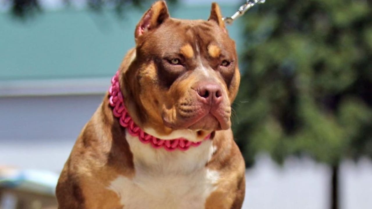 10 Eye-Catching American Bully Colors: From Classic to Rare Hues 4 10 Eye-Catching American Bully Colors: From Classic to Rare Hues - chocolate tri color american bully wc