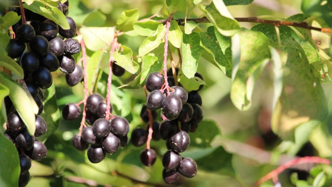 15 Native American Dishes You've Probably Never Tried 11 15 Native American Dishes You've Probably Never Tried - chokecherry 2504085867