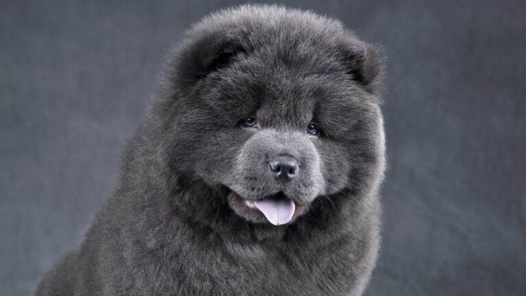 8 Chow Chow Coat Colors & Patterns That Make Them Unforgettable 4 8 Chow Chow Coat Colors & Patterns That Make Them Unforgettable - chow chow dog ss1909871749