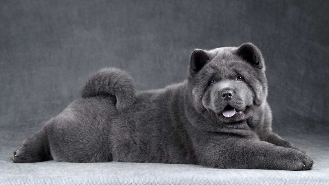 8 Chow Chow Coat Colors & Patterns That Make Them Unforgettable 6 8 Chow Chow Coat Colors & Patterns That Make Them Unforgettable - chow chow puppy blue ss1909871743