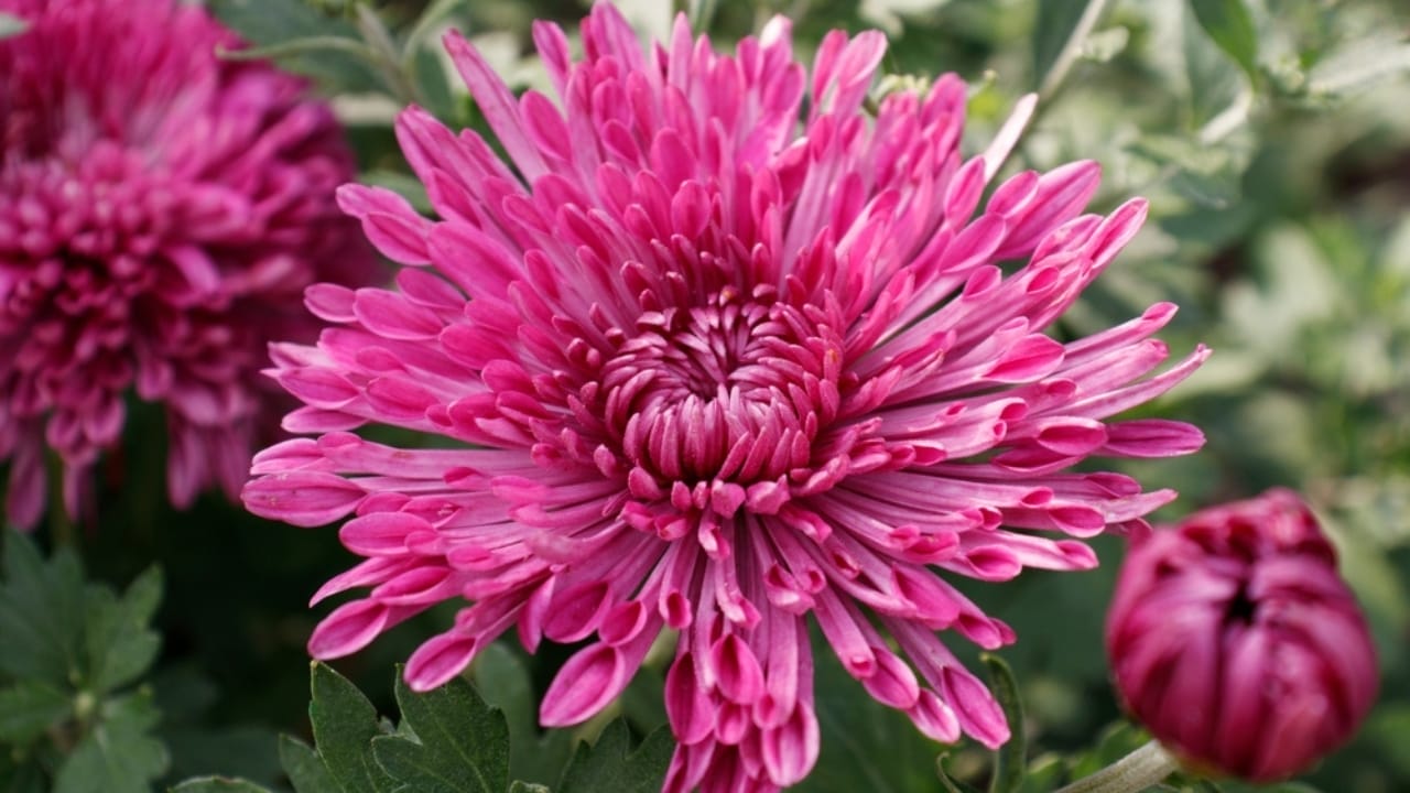 15 Gorgeous Pink Flowers That Add Color & Life to Any Garden 8 15 Gorgeous Pink Flowers That Add Color & Life to Any Garden - chrysanthemum flowers ss2357911213