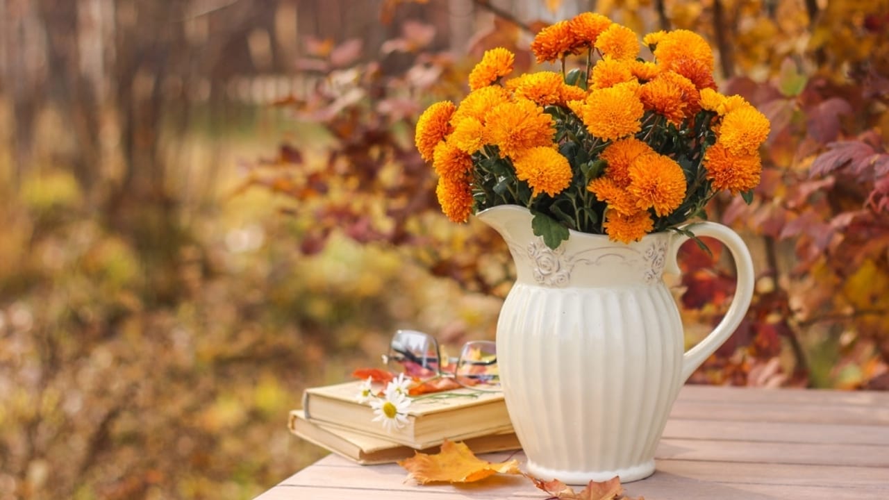 12 Orange Flowers to Brighten Up Your Garden With Their Cheery Hue 8 12 Orange Flowers to Brighten Up Your Garden With Their Cheery Hue - chrysanthemums in autumn ss2187653791